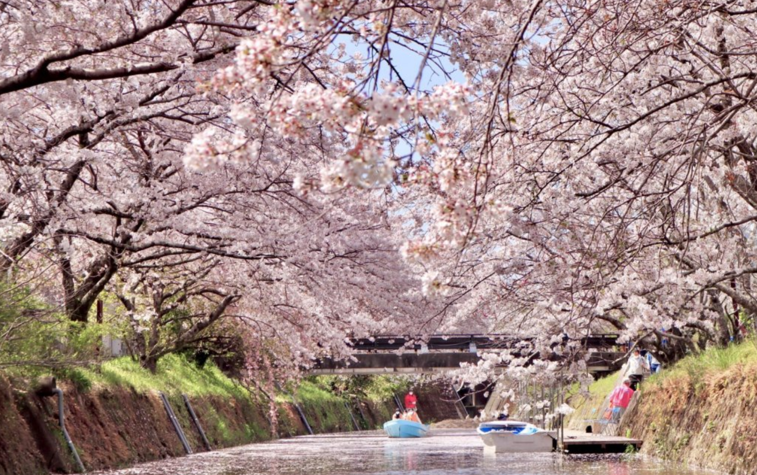 Cherry Blossom View at Yuki Share Lodge